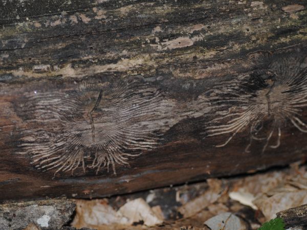 Ash bark beetle