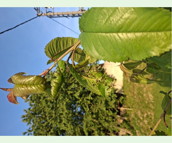 Phyllopertha horticola