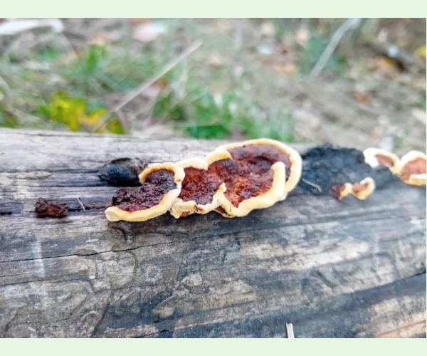 Gloeophyllum sepiarium