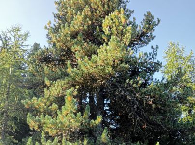 A - Ambiguously determined, we are not sure