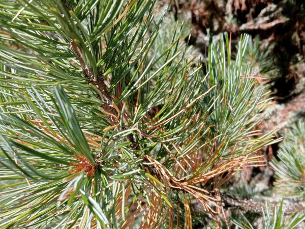 A - Ambiguously determined, we are not sure