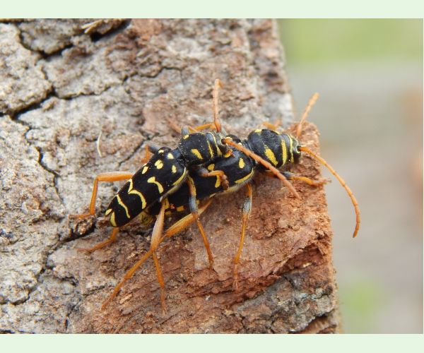 Plagionotus arcuatus