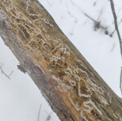 A - nejednoznačne určený, nie sme si istí