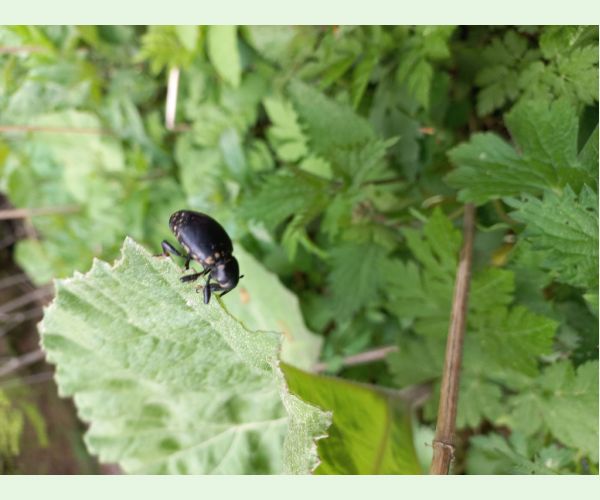 Liparus glabrirostris