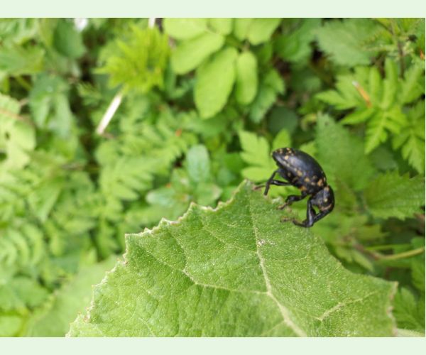 Liparus glabrirostris