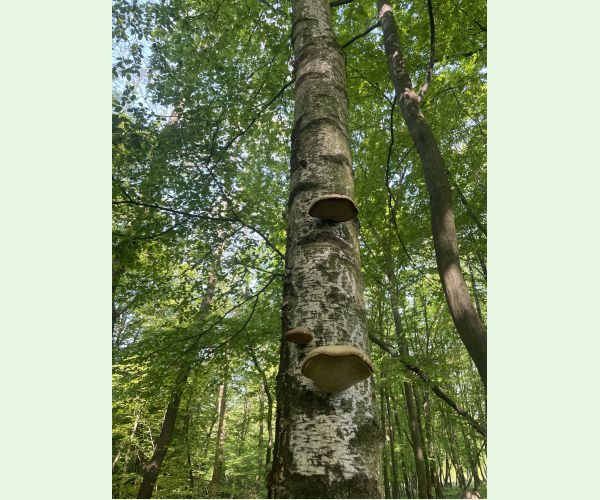 Piptoporus betulinus