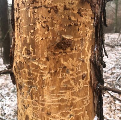 A - nejednoznačne určený, nie sme si istí