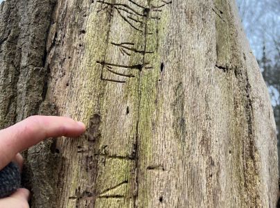 A - Ambiguously determined, we are not sure