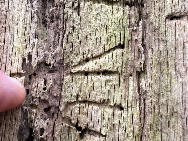 A - Ambiguously determined, we are not sure