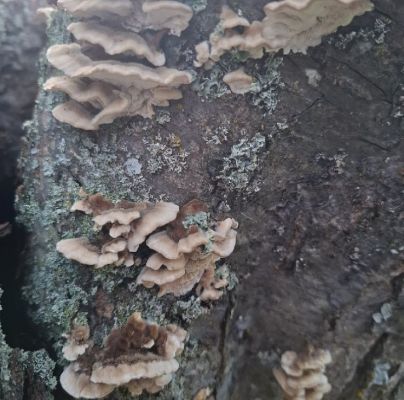 Gloeophyllum sepiarium