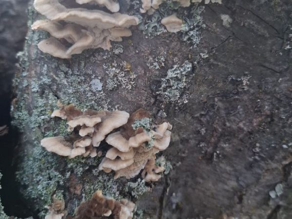 Yellow-red gill polypore