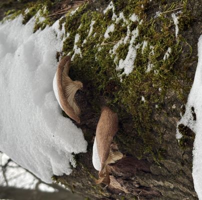 Pleurotus ostreatus