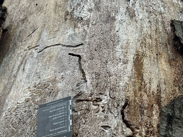 Beech splendour beetle