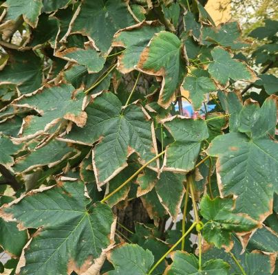 Heat, drought and bark burn