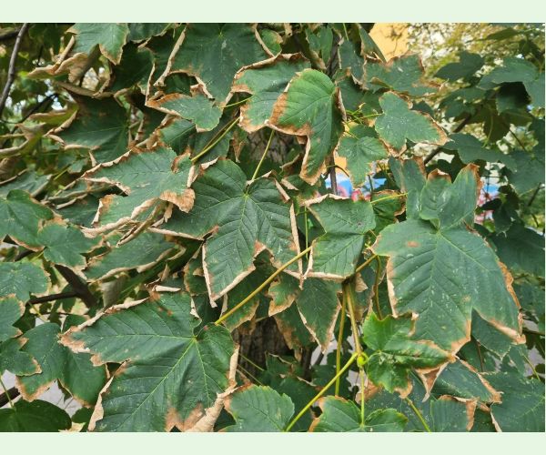 Heat, drought and bark burn