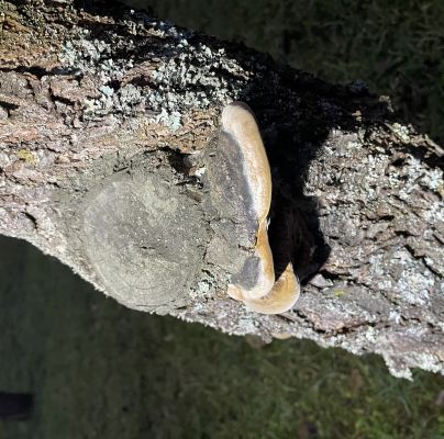 Phellinus pomaceus