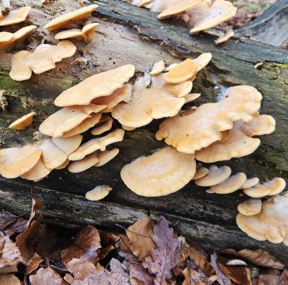 A - nie je v databáze