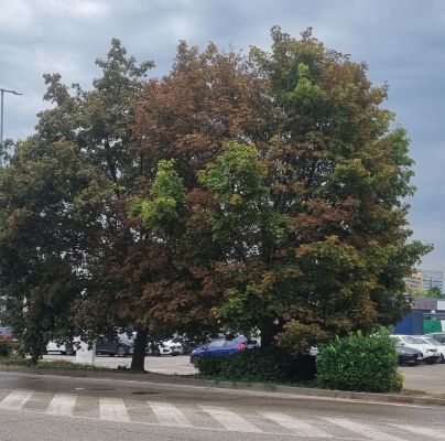 Heat, drought and bark burn