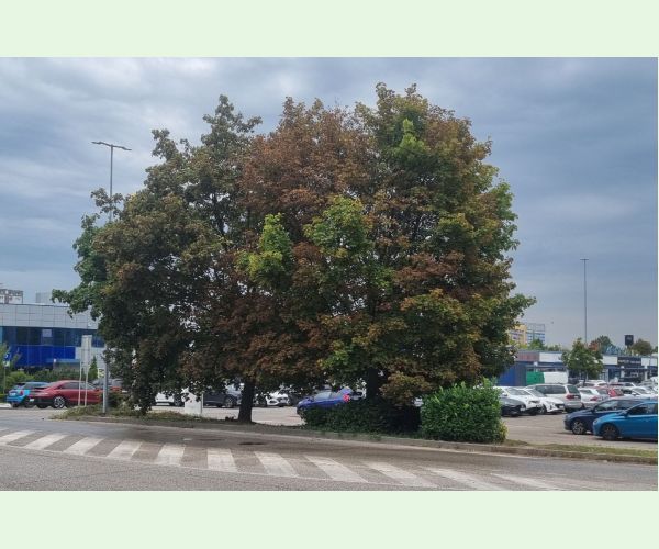 Heat, drought and bark burn