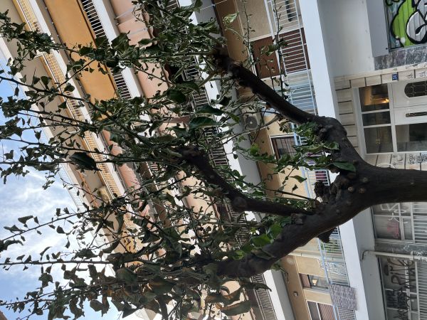 A - Ambiguously determined, we are not sure