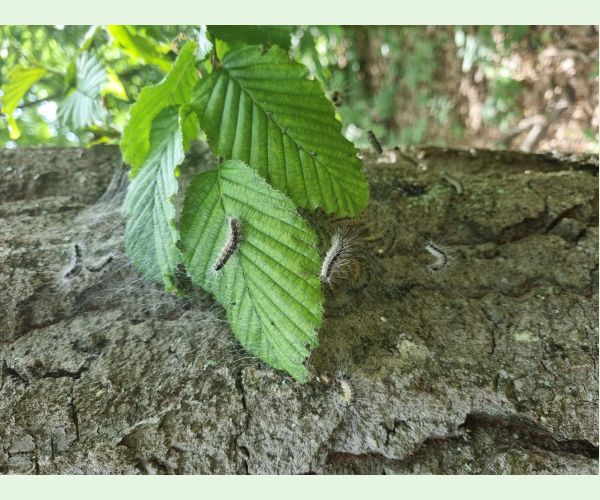 Thaumetopoea processionea