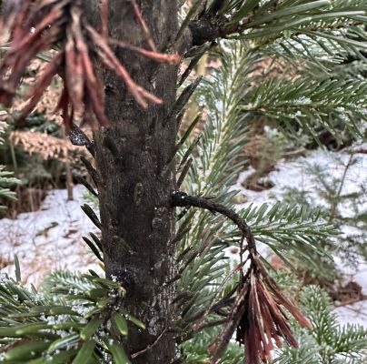 A - nie je v databáze