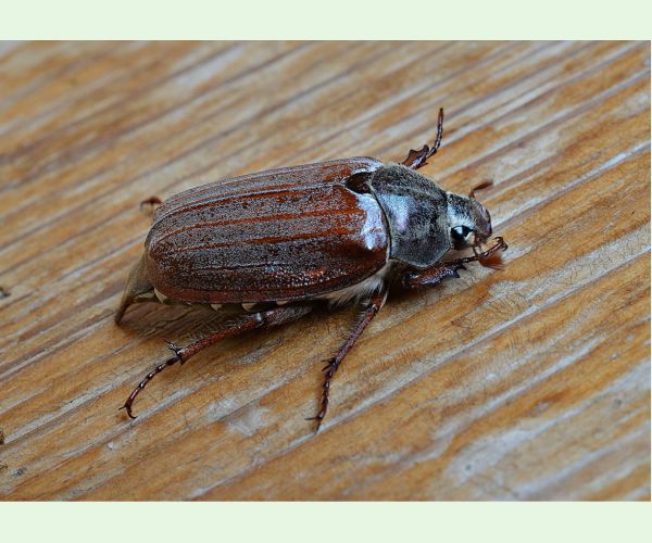 Melolontha hippocastani