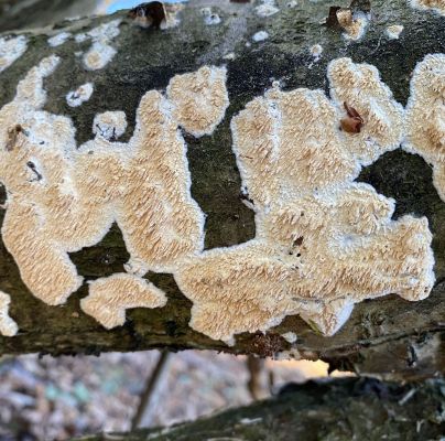 A - nie je v databáze