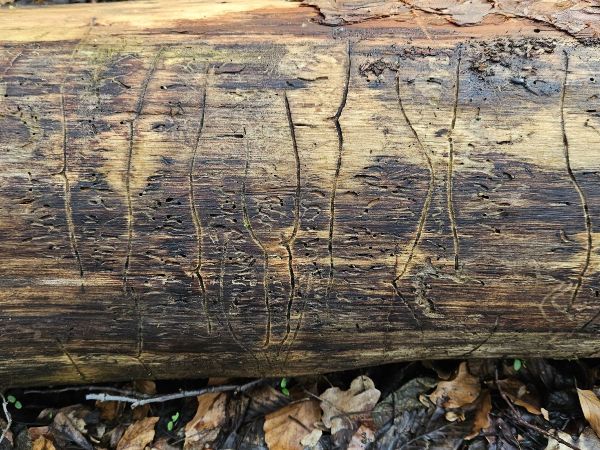 Lesser pine shoot beetle