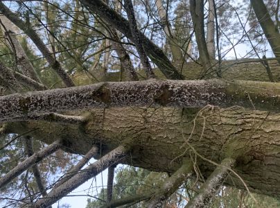 Kôrovnica vejmutovková