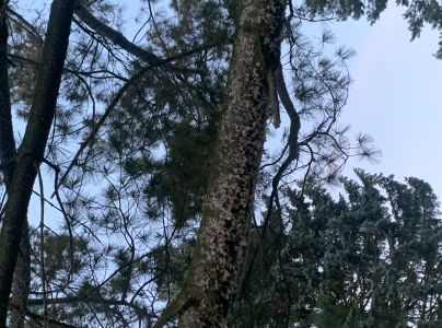 Kôrovnica vejmutovková