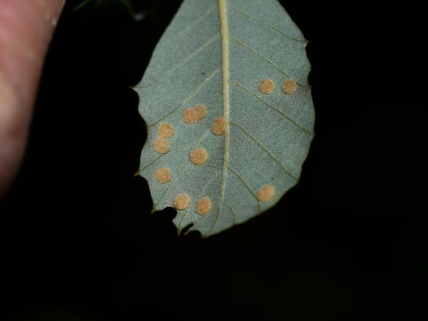 Gall mite of Holly oak