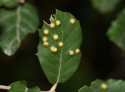 Roztoč Aceria ilicis