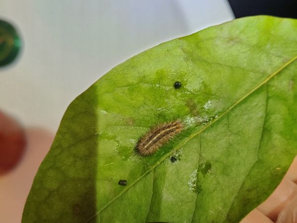 A - Ambiguously determined, we are not sure