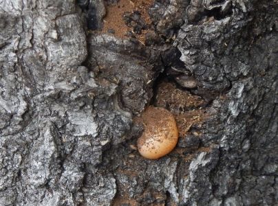 A - nejednoznačne určený, nie sme si istí