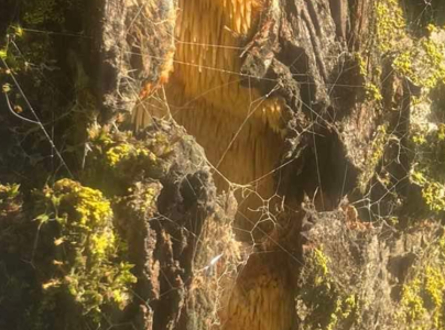 A - nejednoznačne určený, nie sme si istí