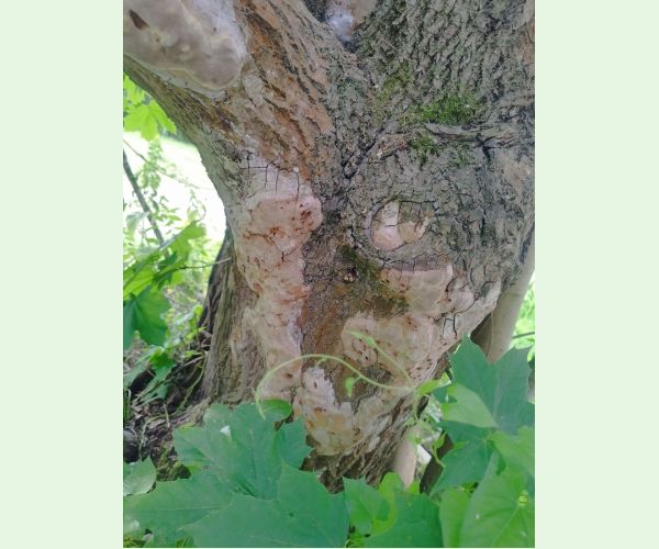 Phellinus ferruginosus