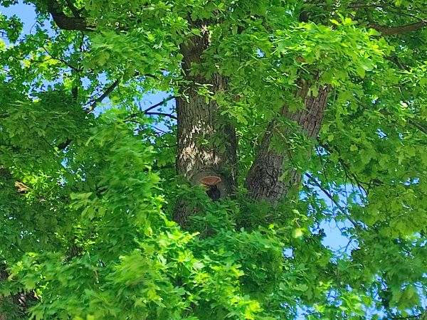 Fungus Inonotus hispidus