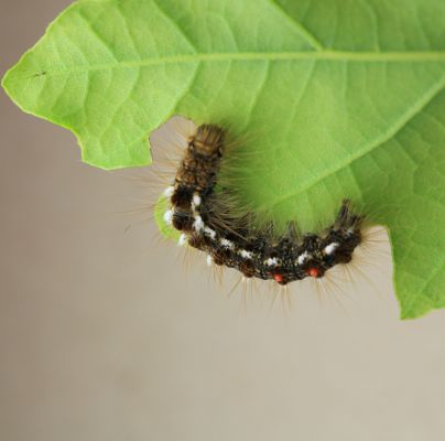 Euproctis chrysorrhoea