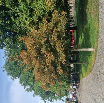 Heat, drought and bark burn