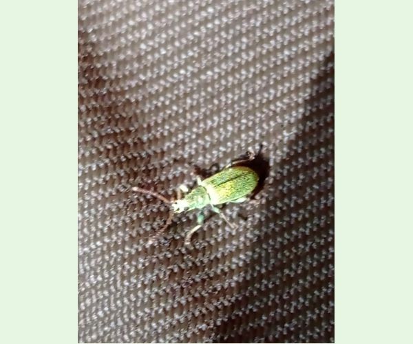 Phyllobius, Polydrusus