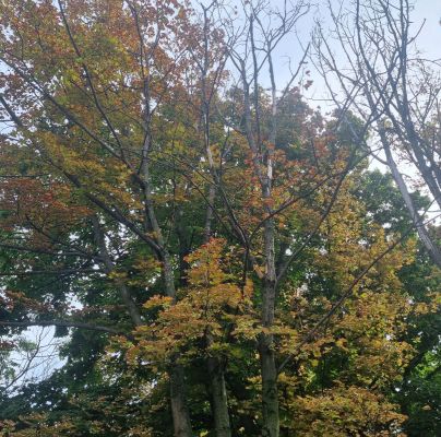 Heat, drought and bark burn