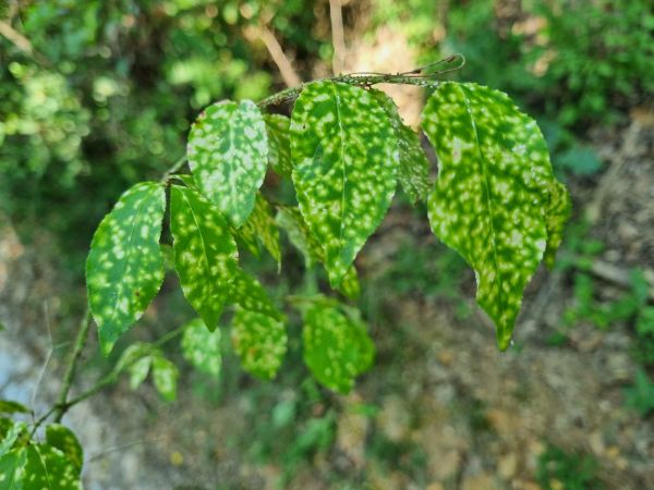Euonymus scale