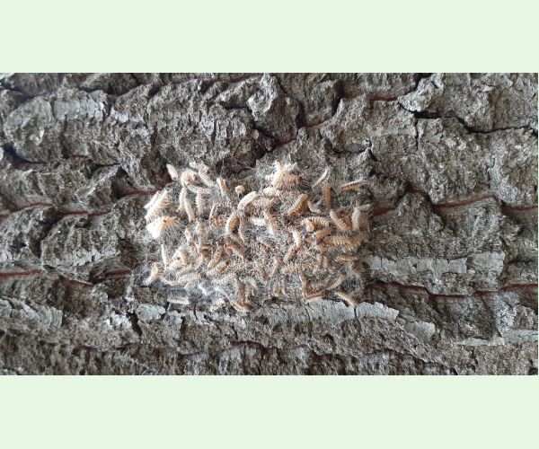 Thaumetopoea processionea