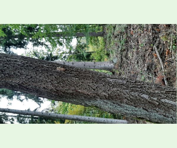 Thaumetopoea processionea