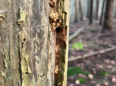 A - nejednoznačne určený, nie sme si istí