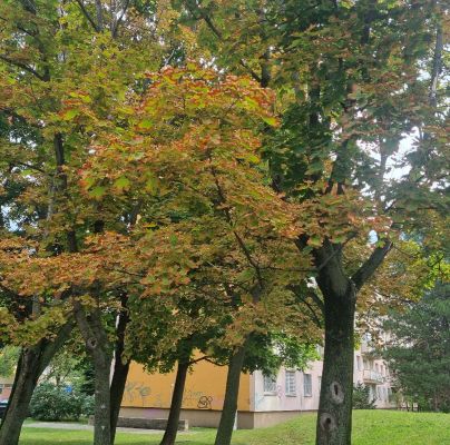 Heat, drought and bark burn