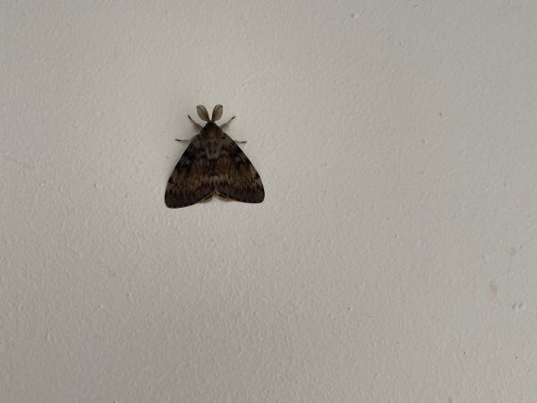 Gypsy moth
