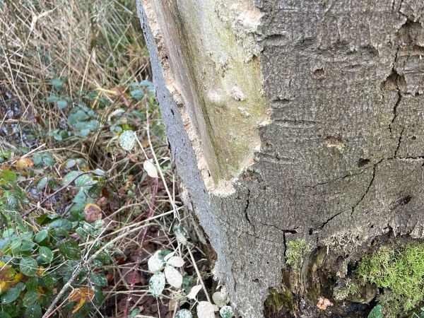 Fan-bearing wood-borer
