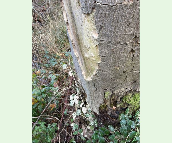 Ptilinus pectinicornis